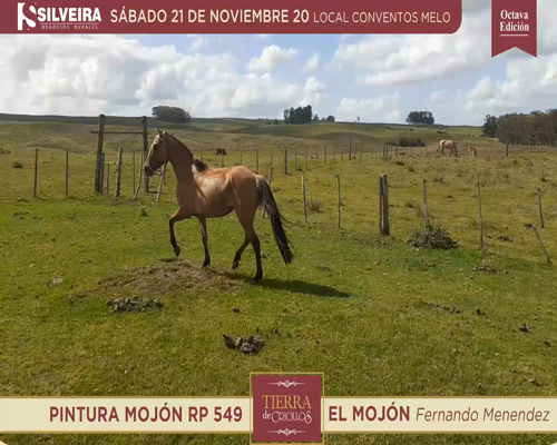 Lote Tierra de Criollos- El Mojón- Pintura Mojón RP 549