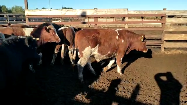 Lote 40 Novillo Gordo en Los Ángeles, VIII Región Biobío