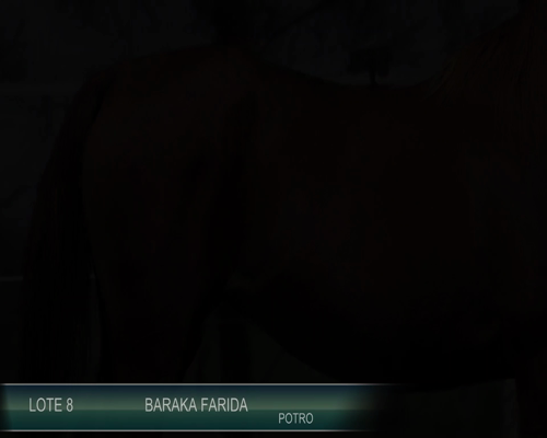 Lote BARAKA FARIDA