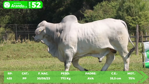 Lote LOTE 52