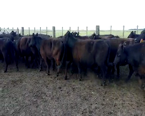 Lote 36 Vacas medio uso preñadas en Ayacucho