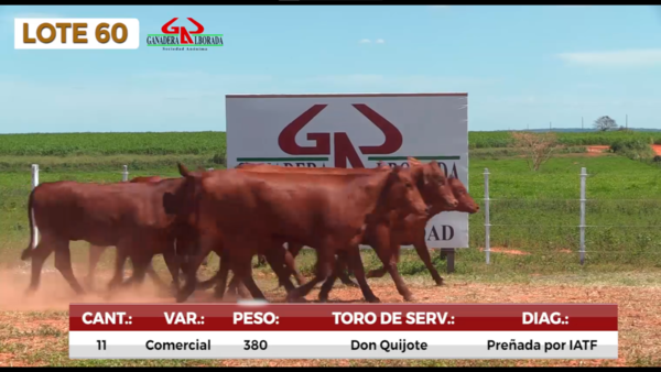 Lote LOTE 60