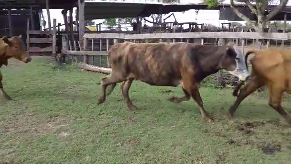 Lote 55 Vacas de invernar en Berón de Astrada, Corrientes