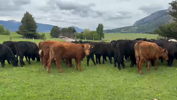 Lote 40 Novillo Engorda en Coyhaique, XI Región Aysén