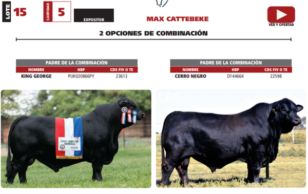 Lote LOTE 15