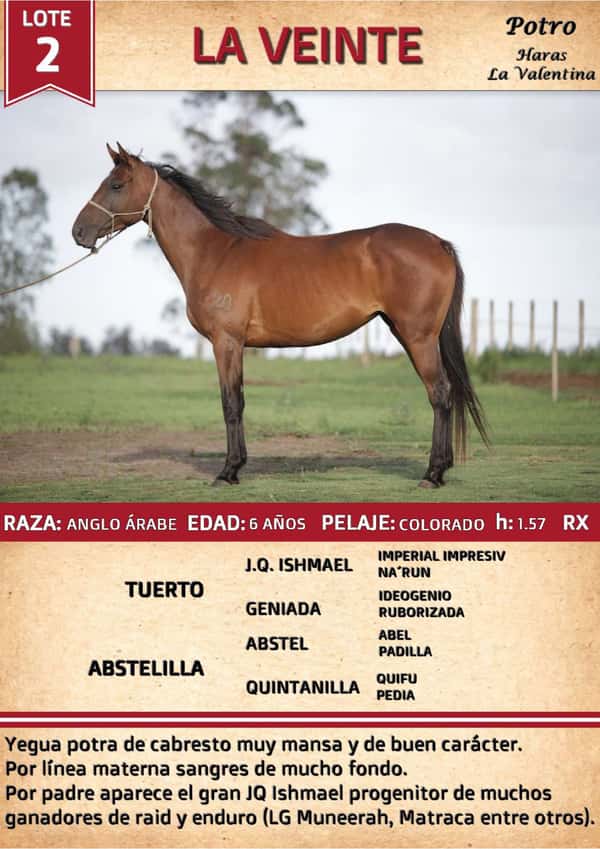 Lote LA VEINTE