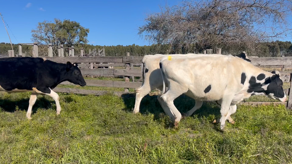 Lote NOVILLOS 1 a 2 AÑOS