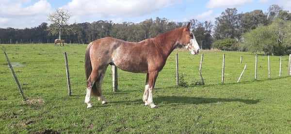 Lote Pica Flor Del Rezongo (RP 59) - Cabaña El Pedregal