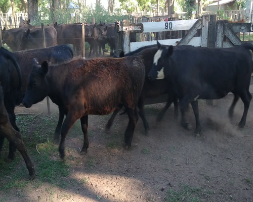 Lote 15 Vaquillonas en Gral. Lamadrid, Buenos Aires