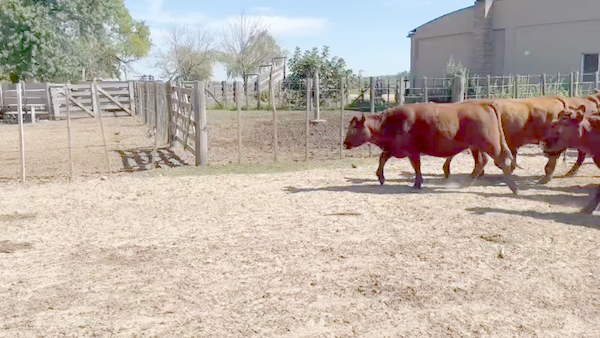 Lote 67 Vaquillonas P/ entorar