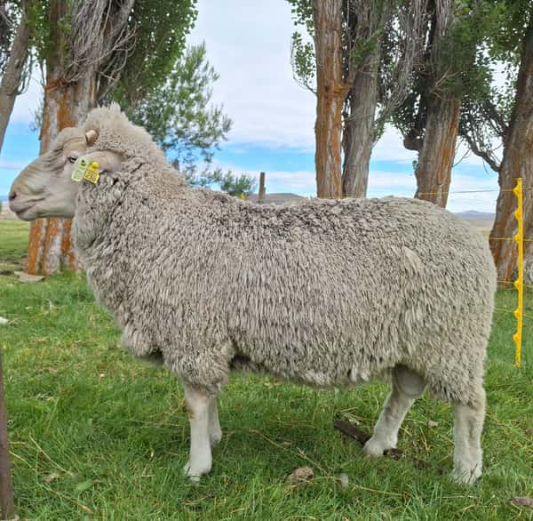 Lote Carnero TOP A, 20-1253