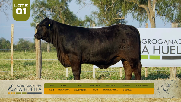 Lote LOTE 1