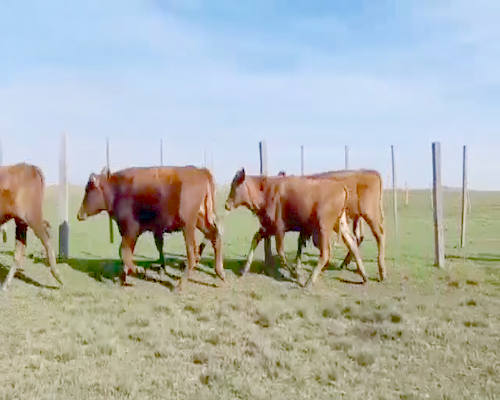 Lote 100 Terneros en Santo Tomé, Corrientes