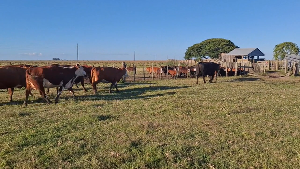 Lote 216 Piezas de cría en Treinta y Tres