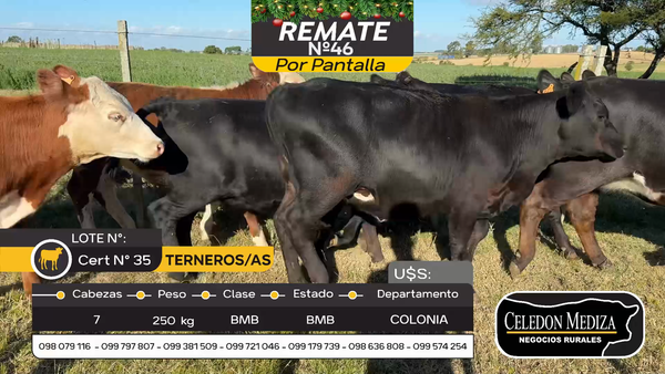 Lote 7 Terneros y Terneras en Tarariras, Colonia