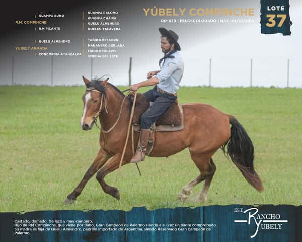 Lote Yubely Compinche