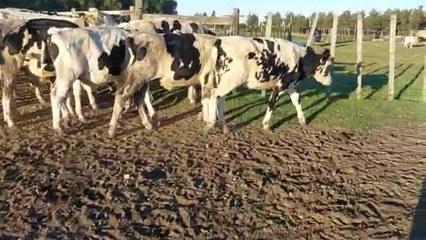 Lote 14 Novillos HOLANDO a remate en PANTALLA VIRTUAL - ESCRITORIO CAMY - LA CUENCA 310kg - , San José