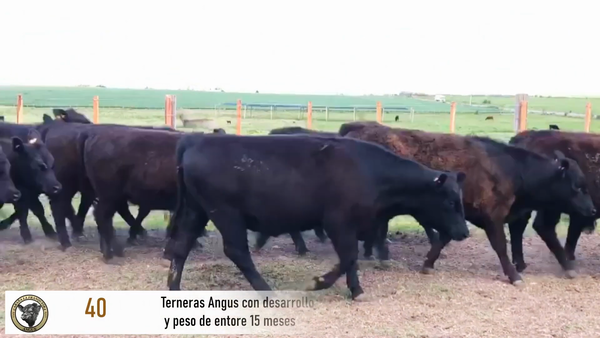 Lote 40 Terneras AA a remate en La Franqueira Angus, Florida