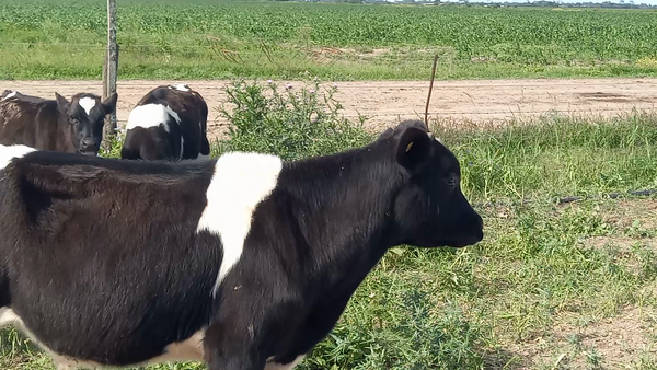 Lote 12  Terneros Holando Argentino en Gdor. Crespo, Santa Fe