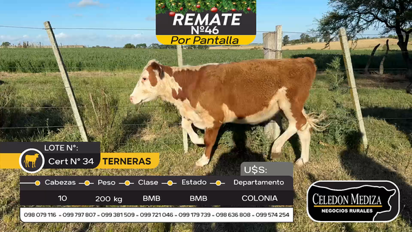 Lote 10 Terneras en Tarariras, Colonia