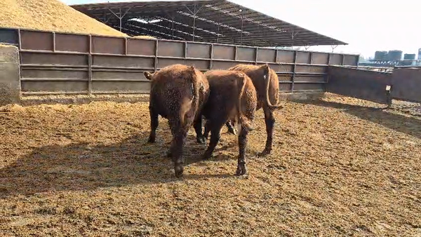 Lote 20 Novillo Gordo en Linares, VII  Región Maule