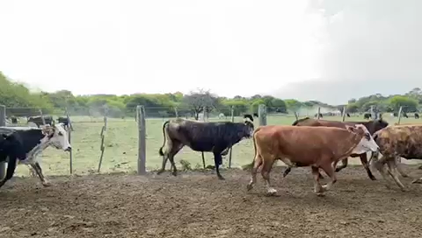 Lote 55 Vacas nuevas C/ gtia de preñez en Pto. Eva Perón, Chaco