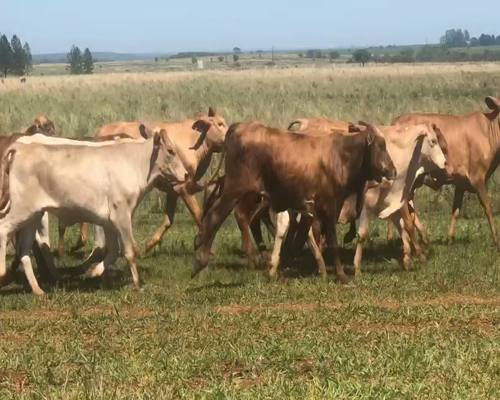 Lote 102 Novillitos y vaquillonas en Virasoro, Corrientes