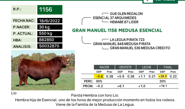 Lote Vaquillonas PP Paridas