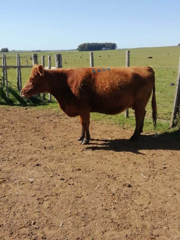 Lote 4 VACAS SA PREÑADAS