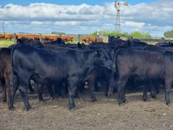 Lote 32 Vaquillonas preñadas en Olavarría, Buenos Aires