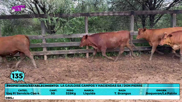 Lote LOTE 135