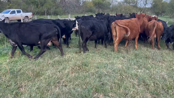 Lote 34 Vacas de invernar en Durazno, Entre Ríos