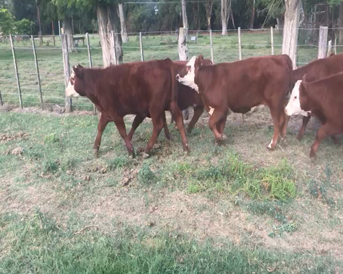 Lote 38 Terneros/as en Coronel Suarez, Buenos Aires