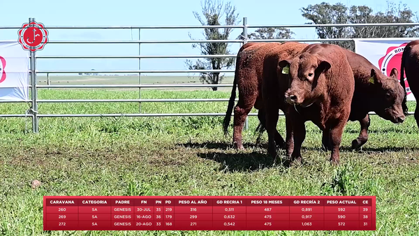 Lote 3 Toros a remate en 8º Remate Anual - Estancia Romanza, Tacuarembó