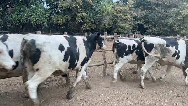 Lote 45 Vaquilla Gorda, Paine, Región Metropolitana