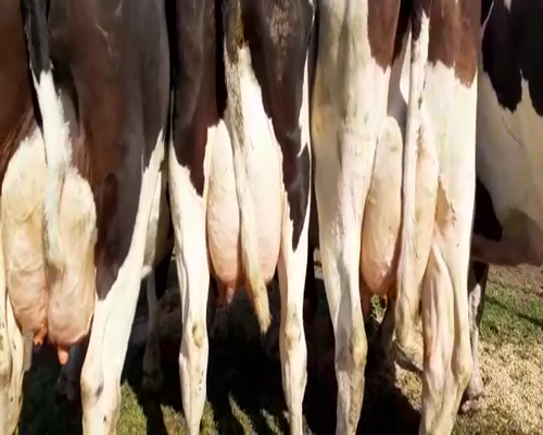 Lote Vacas en produccion Hornero Chico 10