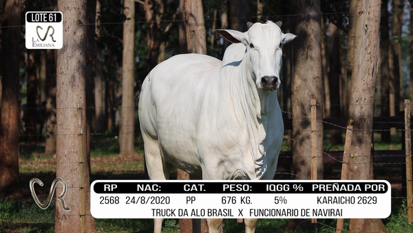 Lote LOTE 61