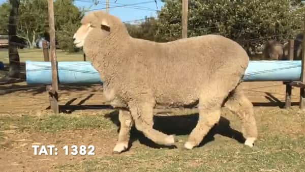 Lote 4 carneros