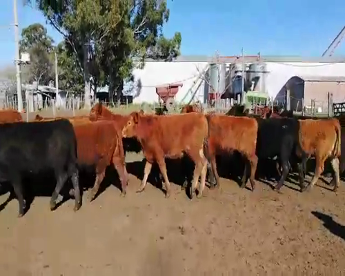 Lote 70 Terneros en Federal, Entre Ríos