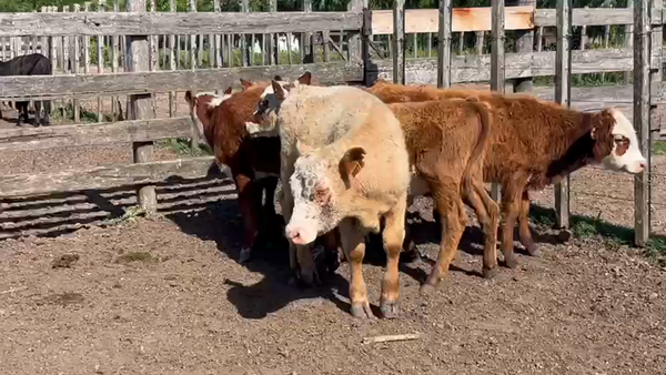 Lote (Vendido)6 Terneros Hereford a remate en Pantalla Camy en Santa Lucia