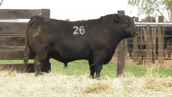 Lote TOROS ANGUS PURO CONTROLADO