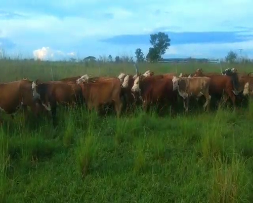 Lote 220 Terneros en Virasoro, Corrientes