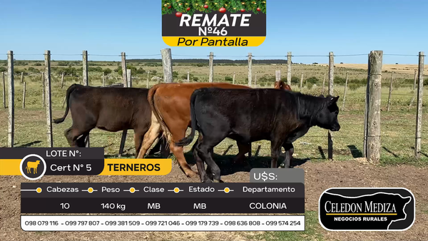 Lote 10 Terneros y Terneras en Otra Localidad, Colonia