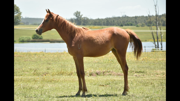 Lote ER ZADURA