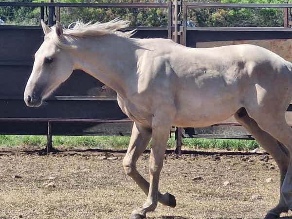 Lote Potranco Bayo - Sin papeles