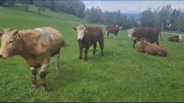 Lote 40 Novillo Engorda en Panguipulli, XIV Región Los Ríos