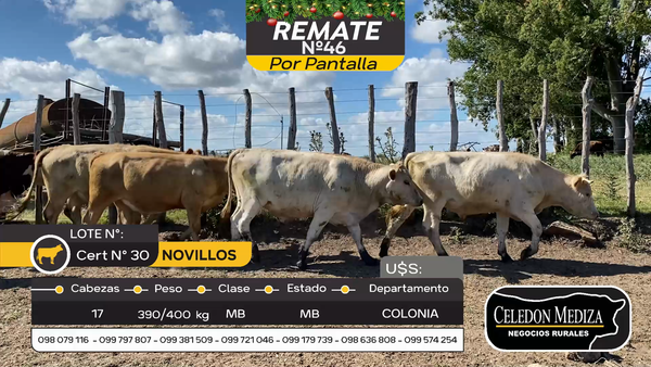 Lote 17 Novillos en La Horqueta, Colonia