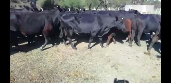 Lote 27 Vacas nuevas C/ cria en Villaguay, Entre Ríos