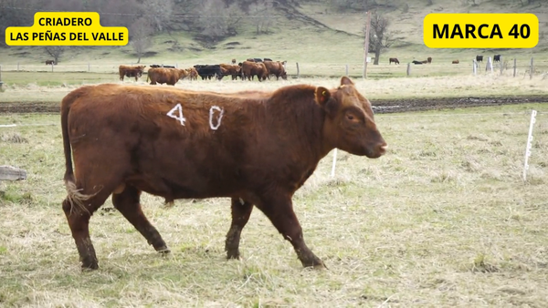 Lote 1 Toro