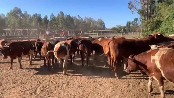 Lote 41 Novillo Engorda en San Clemente, VII  Región Maule